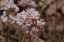 Image of Southern mountain wild-buckwheat