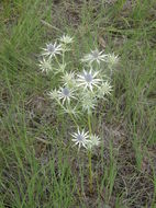 Eryngium heterophyllum Engelm. resmi