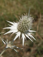 Eryngium heterophyllum Engelm. resmi