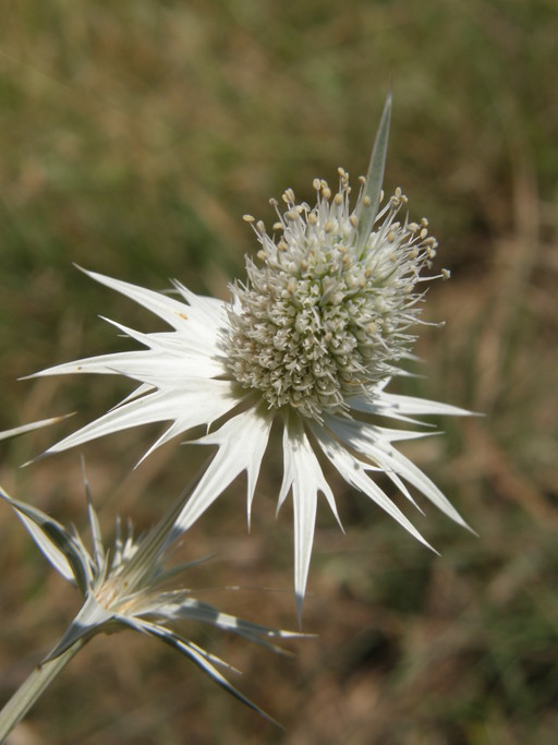 Eryngium heterophyllum Engelm. resmi