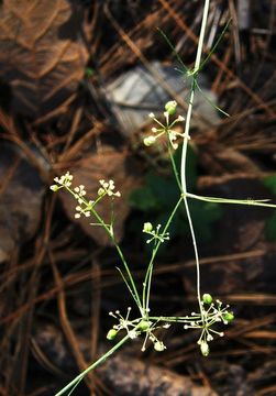 Image of Donnellsmithia ternata (S. Wats.) Mathias & Constance