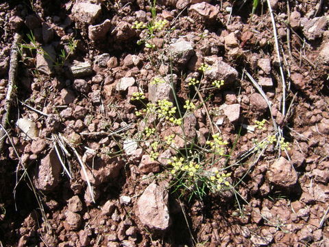 Image of Donnellsmithia ternata (S. Wats.) Mathias & Constance