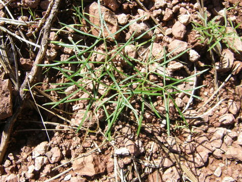 صورة Donnellsmithia ternata (S. Wats.) Mathias & Constance