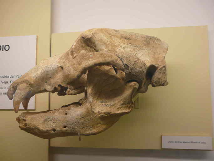 Image of cave bear