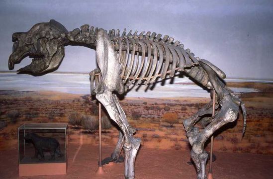 Image de Diprotodon Owen 1838