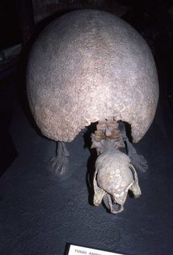 Image of Glyptodon clavipes Owen 1839