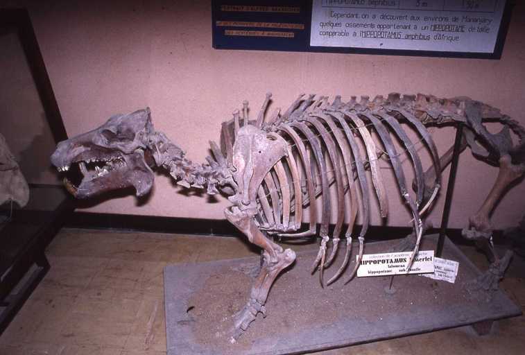 Image of Malagasy Dwarf Hippopotamus