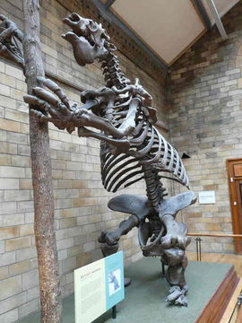 Megatherium Cuvier 1796 resmi