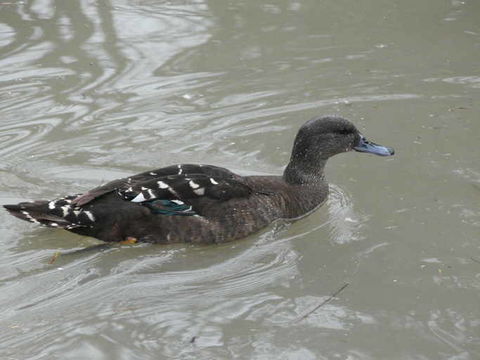 Image of African Black Duck