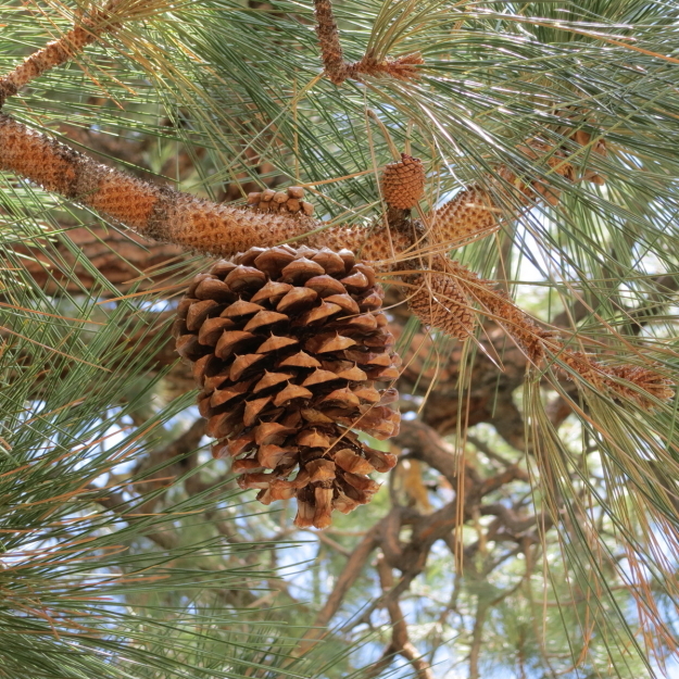 Imagem de Pinus jeffreyi Balf.