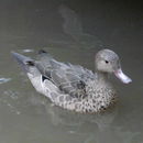 Image of Bernier's Teal