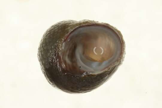 Image of Calliostoma Swainson 1840