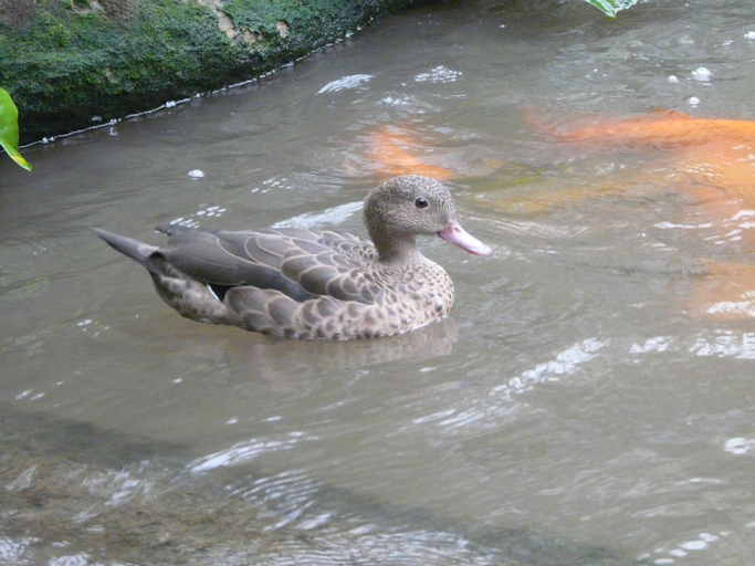 Image of Bernier's Teal