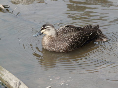 Image of Grey Duck