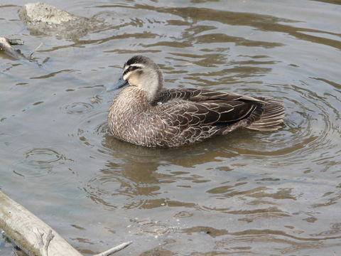 Image of Grey Duck