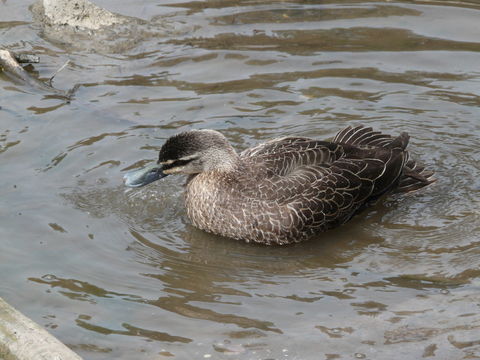 Image of Grey Duck