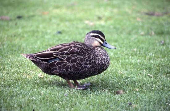 Image of Grey Duck