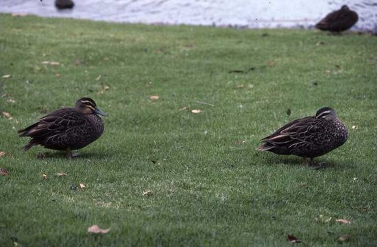 Image of Grey Duck