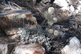 Image of Cushenbury buckwheat