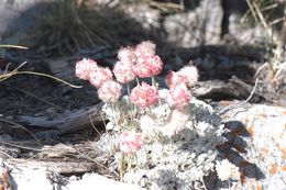 Image of Cushenbury buckwheat