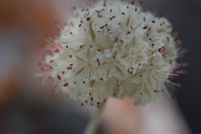 Image of Cushenbury buckwheat