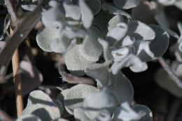 Image of Cushenbury buckwheat