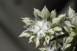 Image of pine green gentian