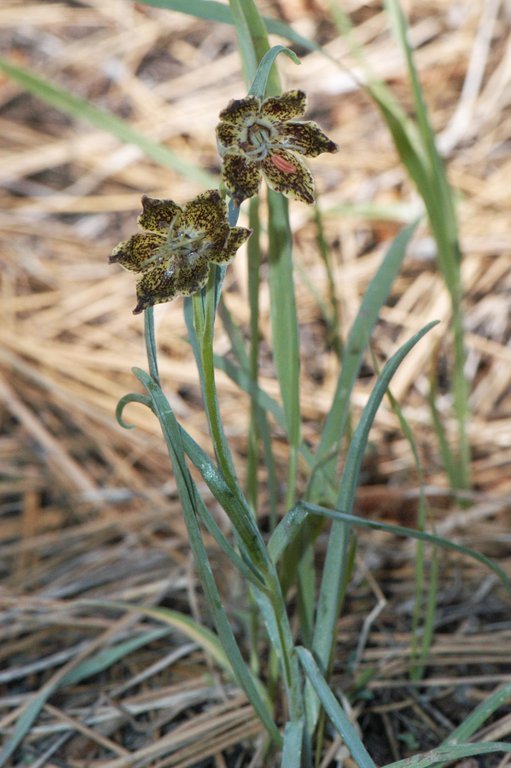 Image of Davidson's fritillary