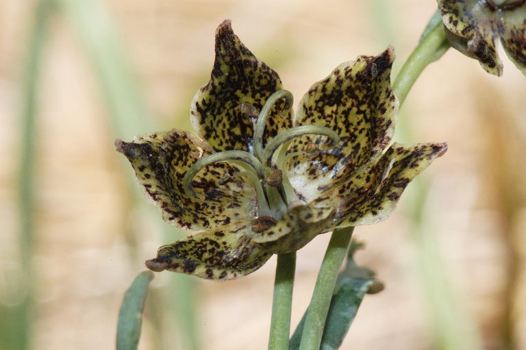 Image of Davidson's fritillary