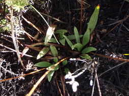 صورة Plantago hawaiensis (Gray) Pilg.