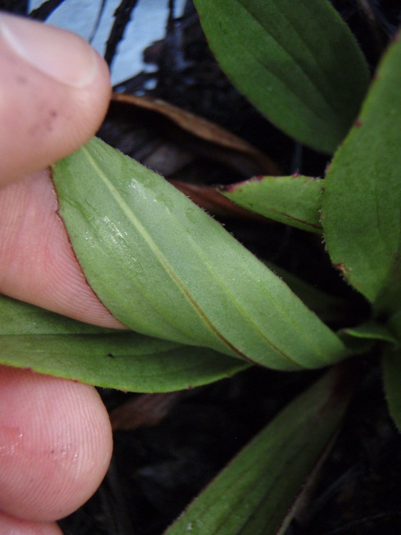 صورة Plantago hawaiensis (Gray) Pilg.