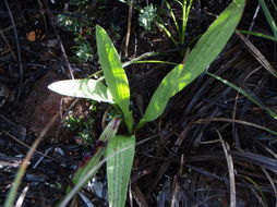 صورة Plantago hawaiensis (Gray) Pilg.