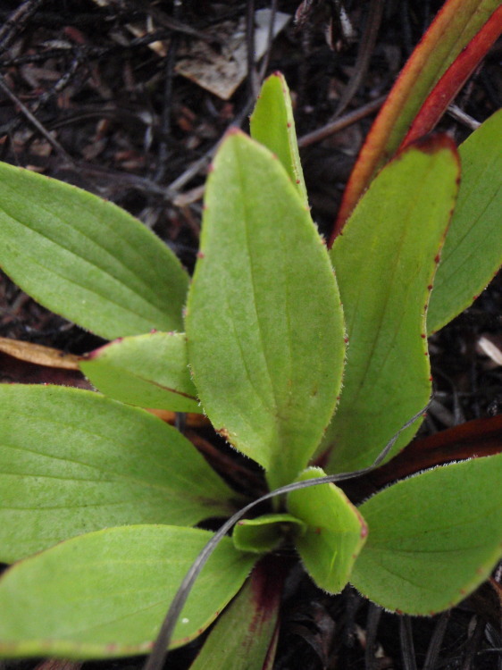 صورة Plantago hawaiensis (Gray) Pilg.