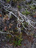 صورة Plantago hawaiensis (Gray) Pilg.