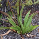 Plancia ëd Plantago hawaiensis (Gray) Pilg.