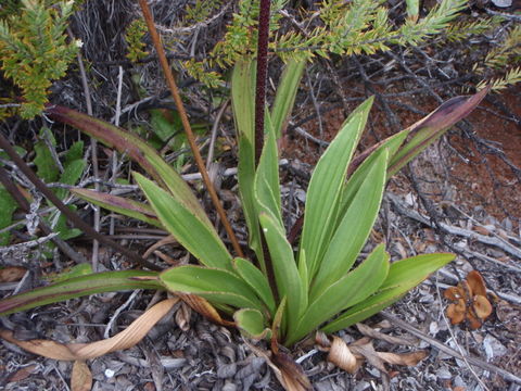 صورة Plantago hawaiensis (Gray) Pilg.