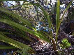 Plancia ëd Dianella sandwicensis Hook. & Arn.