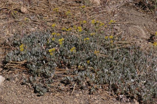 Image of Munz's buckwheat