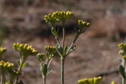 Image of Munz's buckwheat