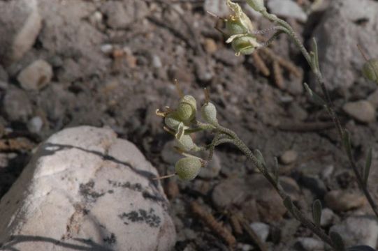 Image of San Bernardino Mountains bladderpod