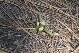 Image of Nevada lewisia