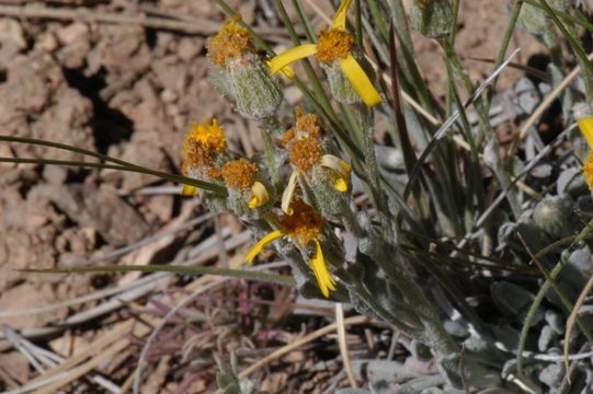 Image of San Bernardino Groundsel