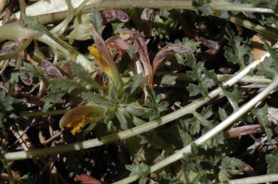 Image of pinewoods lousewort