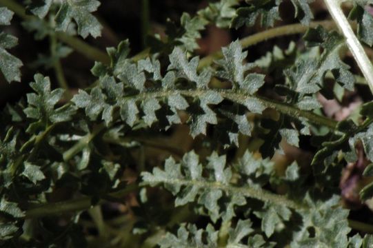 صورة Pedicularis semibarbata A. Gray