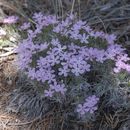 Image of mountain phlox