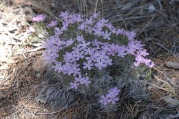 Image of mountain phlox