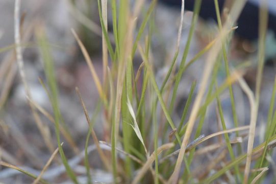 Image of San Bernardino bluegrass