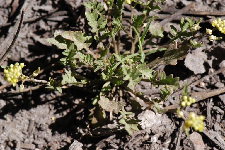 Image of bluntleaf yellowcress