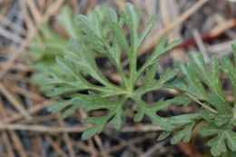 Image of birdfoot checkerbloom