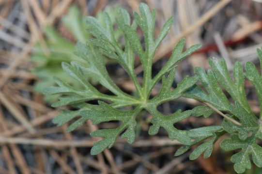 Image of birdfoot checkerbloom